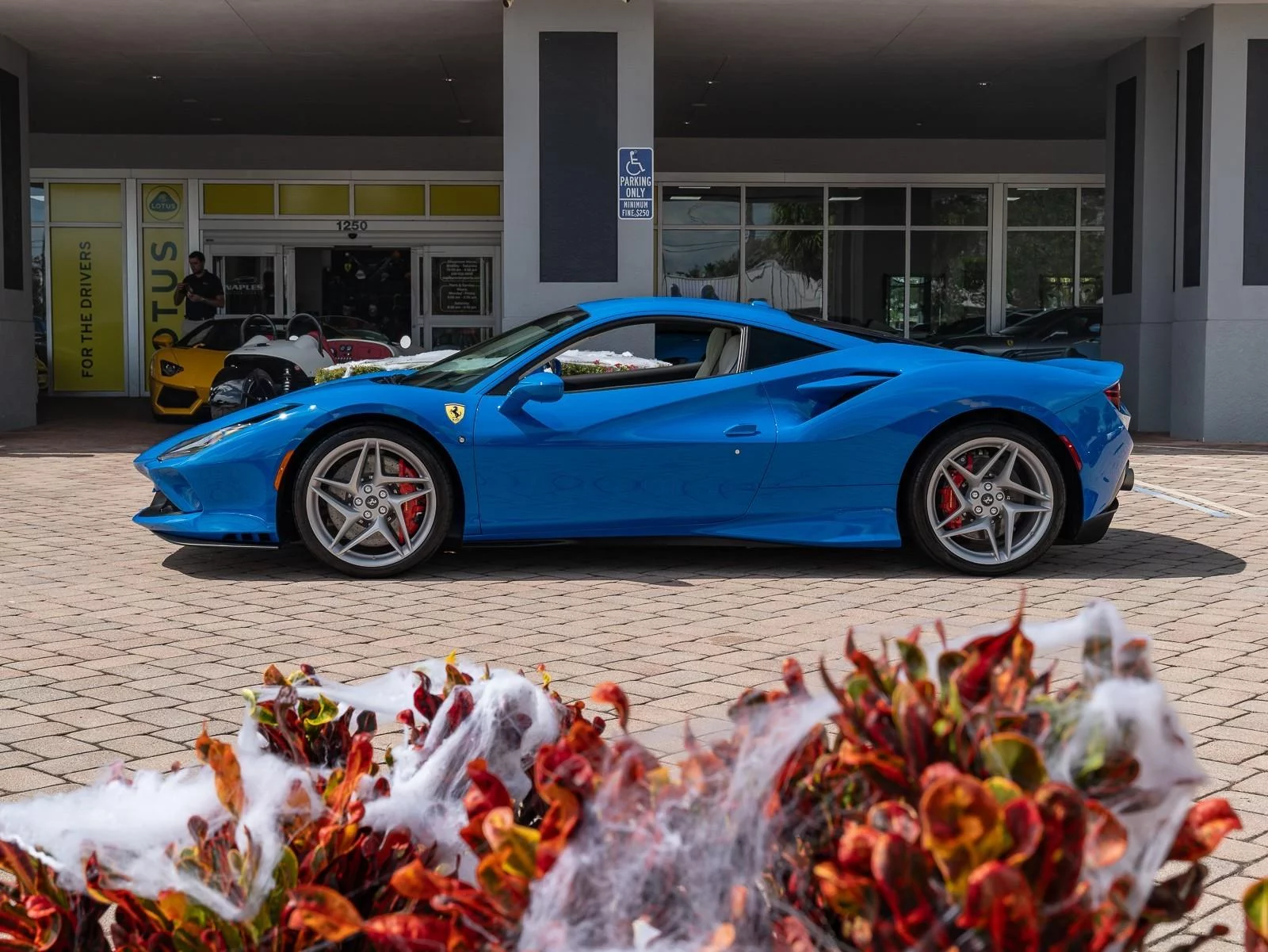 Azzurro Dino Ferrari F8